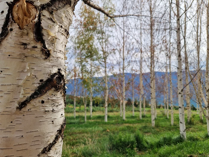 Silver birch in Canada killed by bronze birch borer